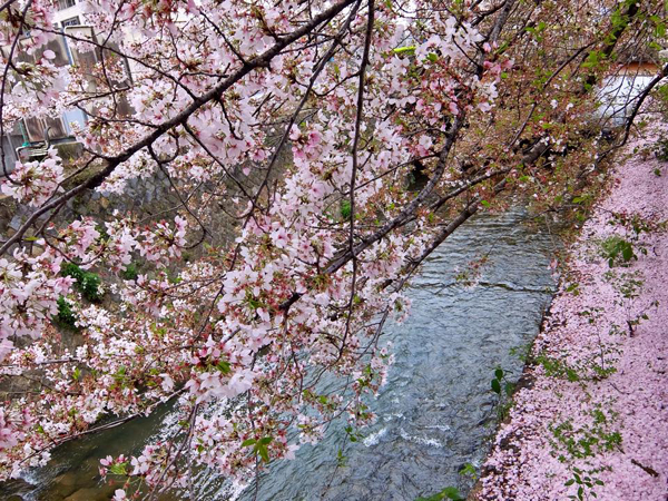 Những góc phố nhuộm hồng sắc hoa anh đào Nhật