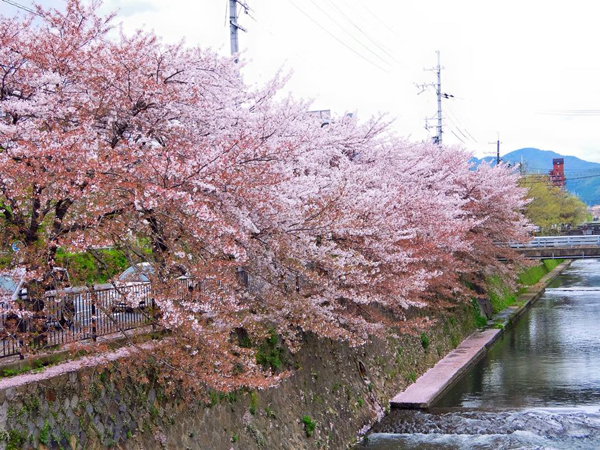 Những góc phố nhuộm hồng sắc hoa anh đào Nhật