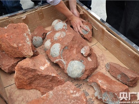Cảnh đào trứng khủng long trong thành phố ở Trung Quốc