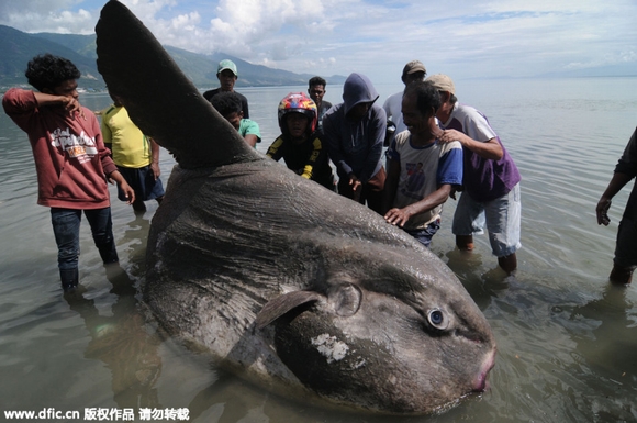 Phát hiện cá lạ nặng 1,5 tấn dạt vào bờ