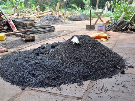 Hàng triệu con bọ đậu đen bay vào nhà dân làm tổ