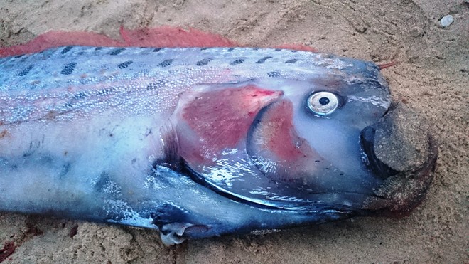 Cá mái chèo dài hơn 4 m dạt vào bờ biển Quảng Bình