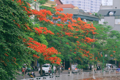 Đầu hè ngắm hoa phượng vĩ đỏ rực trời Thủ đô