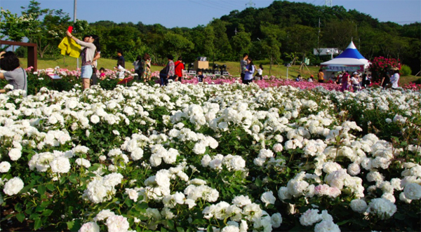 Lễ hội hoa hồng thơm ngát ở công viên Ulsan