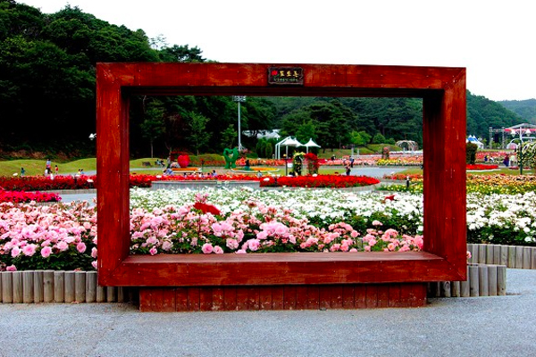 Lễ hội hoa hồng thơm ngát ở công viên Ulsan