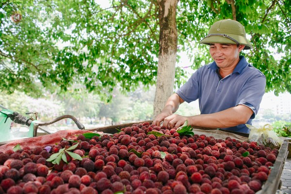 Quả thanh mai - Thức quả đáng yêu đang khiến các bạn trẻ Hà Nội "mê mẩn"