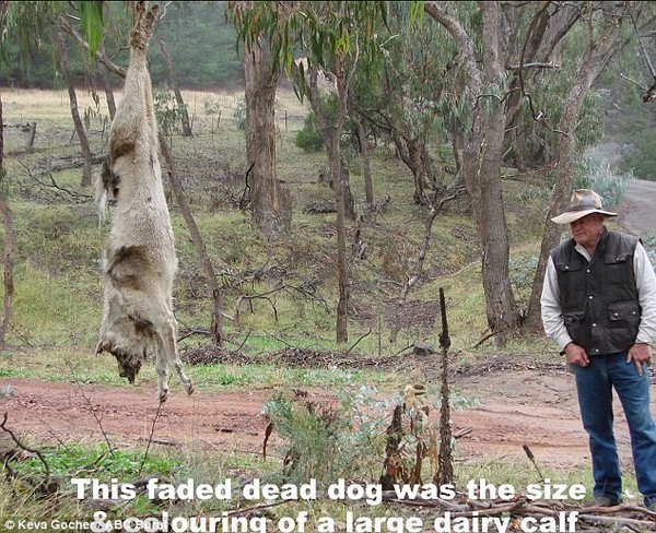 Úc: Hàng trăm xác chó hoang bị treo ngược lên cây