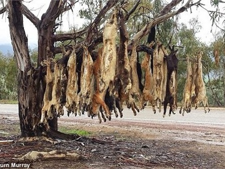 Úc: Hàng trăm xác chó hoang bị treo ngược lên cây