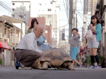Nổi tiếng vì dắt rùa đi dạo khắp phố