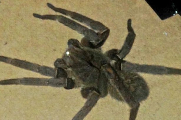Loài nhện độc nhất thế giới bất ngờ xuất hiện