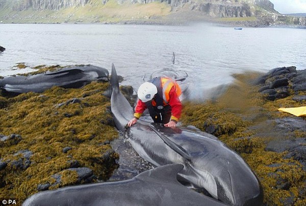 Hàng chục cá voi hoa tiêu chết vì mắc cạn trên đảo Scotland