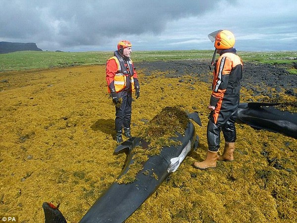 Hàng chục cá voi hoa tiêu chết vì mắc cạn trên đảo Scotland
