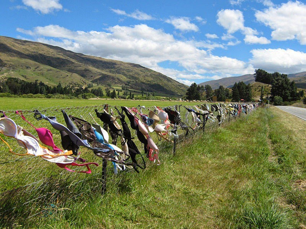 Hàng rào hàng nghìn chiếc áo ngực ở New Zealand