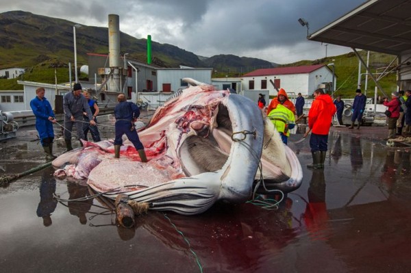 Cảnh tượng "đẫm máu" trong mùa săn bắt cá voi tại Iceland