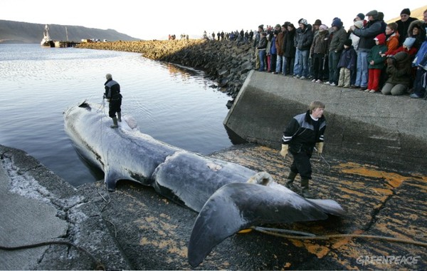 Cảnh tượng "đẫm máu" trong mùa săn bắt cá voi tại Iceland