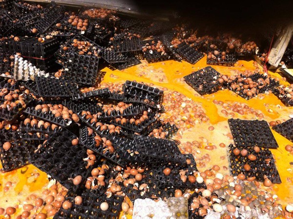 Xe tải lật nghiêng, hàng nghìn quả trứng vỡ nát "phủ vàng" mặt đường