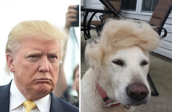Tóc của ứng viên tổng thống Mỹ bị ví với râu ngô, lông cún
