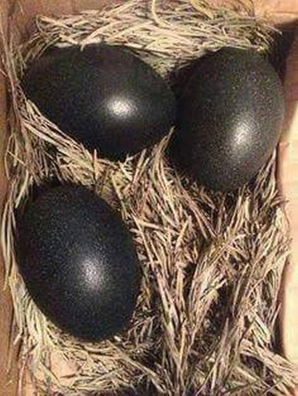 Gà đẻ trứng đen hiếm gặp