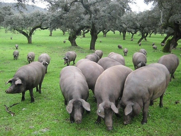 Choáng váng: Thịt lợn đen được bán giá hàng chục triệu đồng/kg