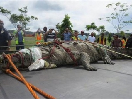 Bắt được cá sấu lớn nhất thế giới 111 tuổi