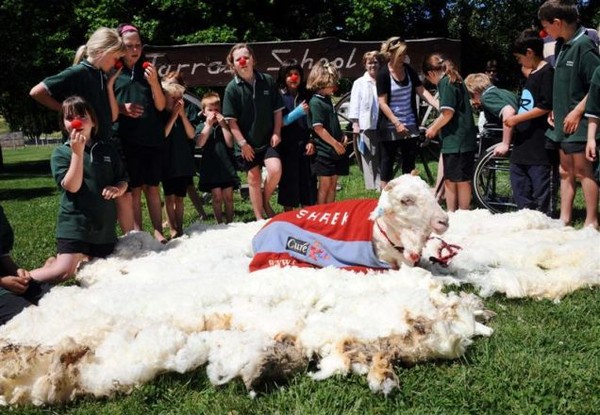 Chú cừu sở hữu bộ lông khổng lồ vì trốn cạo lông suốt 6 năm