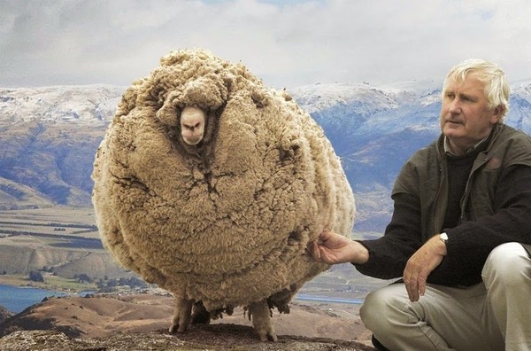 Chú cừu sở hữu bộ lông khổng lồ vì trốn cạo lông suốt 6 năm