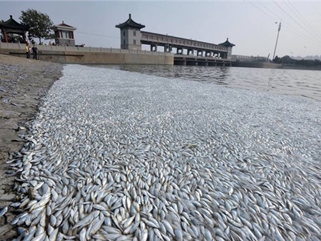 Cá chết trắng sông gần hiện trường vụ nổ Thiên Tân