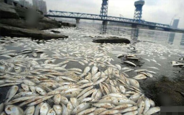 Cá chết trắng sông gần hiện trường vụ nổ Thiên Tân