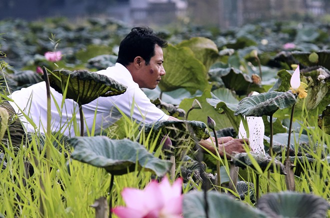 Đầm sen có 12 loài quý hiếm ở ngoại thành Hà Nội