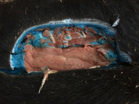 Lợn rừng có thịt màu xanh kinh dị