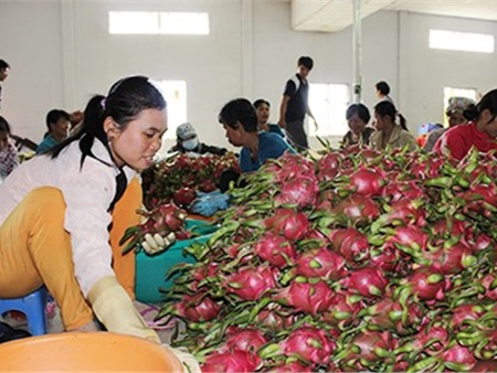 Trái cây Thái "mượn" Việt Nam tiến vào Trung Quốc
