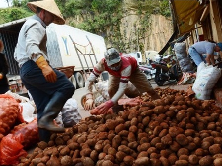 Cấm nhập khoai tây Trung Quốc về chợ nông sản Đà Lạt