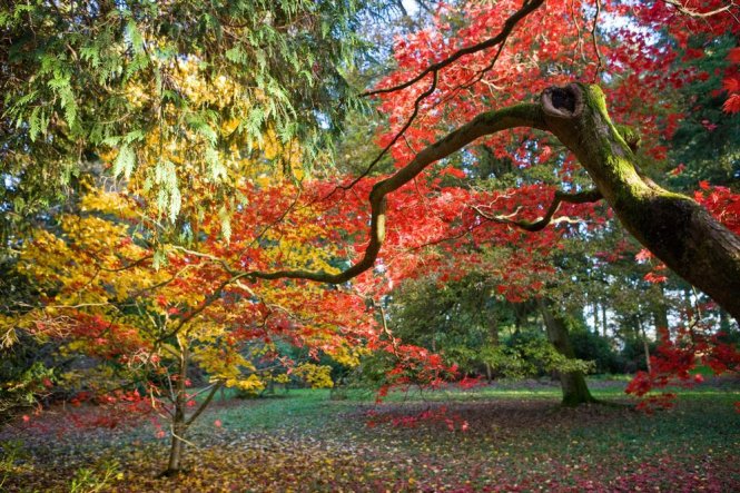 Westonbirt Arboretum - thiên đường mùa thu nước Anh