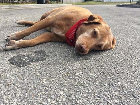 Chó nằm buồn bã nơi chủ vừa bị tai nạn qua đời