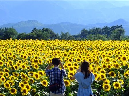 Những cánh đồng hoa đẹp nhất Việt Nam