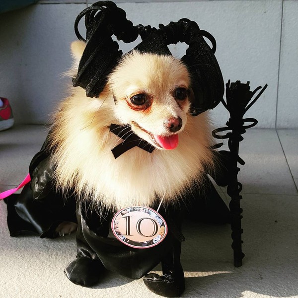 18 chú chó hóa trang Halloween sành điệu hơn bạn nhiều