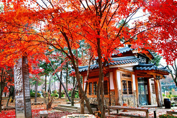 7 địa điểm đẹp nhất vào mùa thu ở Hàn Quốc