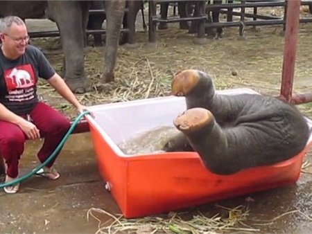 Phấn khích với màn “voi tắm chậu” ở Thái Lan