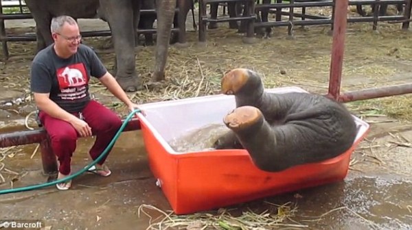 Phấn khích với màn “voi tắm chậu” ở Thái Lan