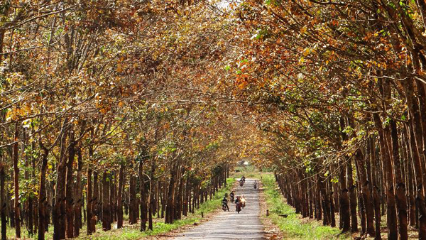 Vẻ đẹp những khu rừng khắp nước Việt mùa thay lá
