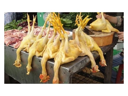 Kinh hoàng chất vàng O gây ung thư trộn thức ăn cho gà