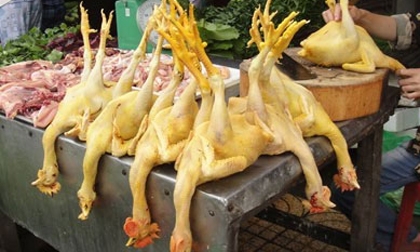 Kinh hoàng chất vàng O gây ung thư trộn thức ăn cho gà     