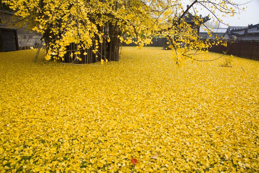 Biển lá vàng từ cây rẻ quạt 1.400 tuổi
