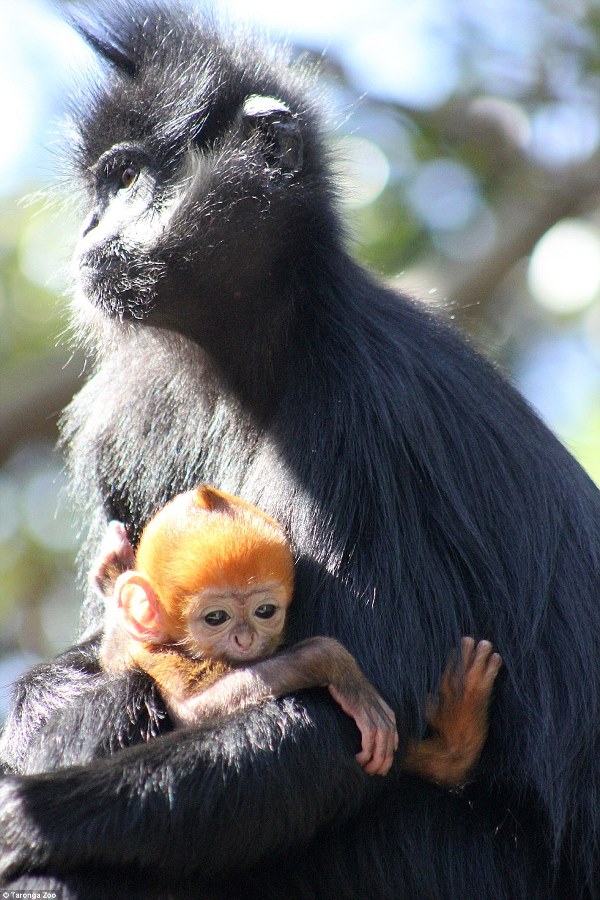 Khỉ con lông vàng giống hệt Tôn Ngộ Không gây sốt khắp nước Úc