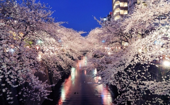Người Nhật đã xây nên những công viên hoa tuyệt vời như thế nào?