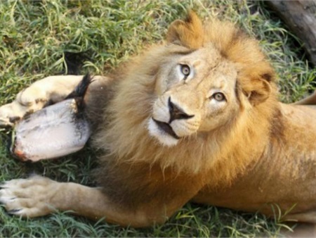 Sở thú London mở dịch vụ ngủ với sư tử